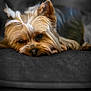 Paillette a rejoint le concours — aidez-le/la à gagner de superbes lots ! dog, pet, yorkshire_terrier, resting, sleepy, fur, cute, small_dog, indoors, couch, relaxing, animal, closeup, snout, ears, brown_fur, black_nose, domestic_animal, companion, laying_down