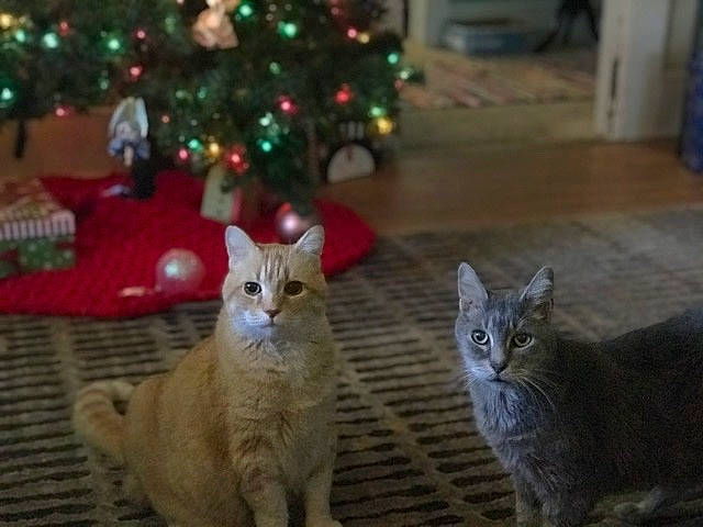 Butterbean is registered to the contest to win money with this photo: aegean_cat, american_wirehair, asian, carnivore, cat, christmas, christmas_ornament, christmas_tree, domestic_short_haired_cat, european_shorthair, felidae, kitten, mammal, plant, small_to_medium_sized_cats, snout, tabby_cat, tree, vertebrate, whiskers