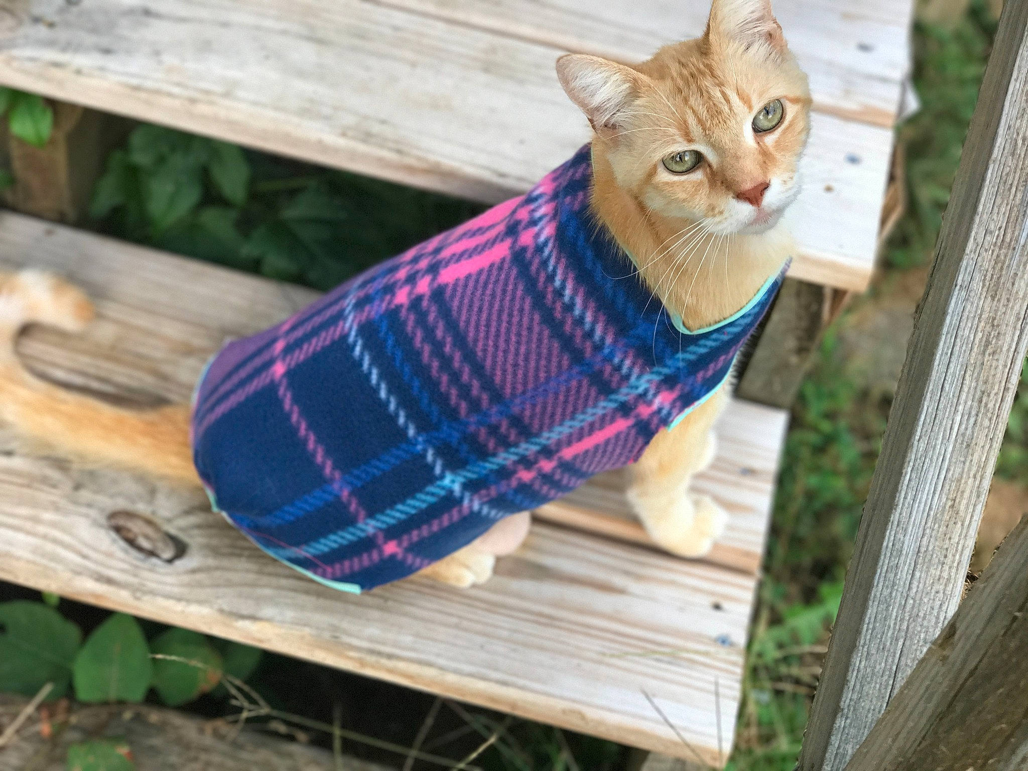 Butterball is registered to the contest to win money with this photo: carnivore, cat, collar, electric_blue, fawn, felidae, foot, grass, human_leg, pattern, plaid, plant, small_to_medium_sized_cats, snout, tail, tartan, tree, whiskers, wood, wool