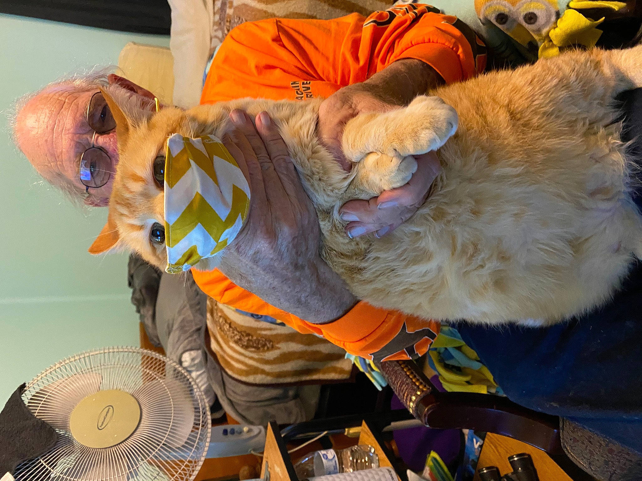 Butterball is registered to the contest to win money with this photo: art, canidae, companion_dog, dog_breed, dog_clothes, fawn, felidae, fun, fur, fur_clothing, hat, headgear, mechanical_fan, orange, sporting_group, stuffed_toy, textile, toy, vertebrate, yellow