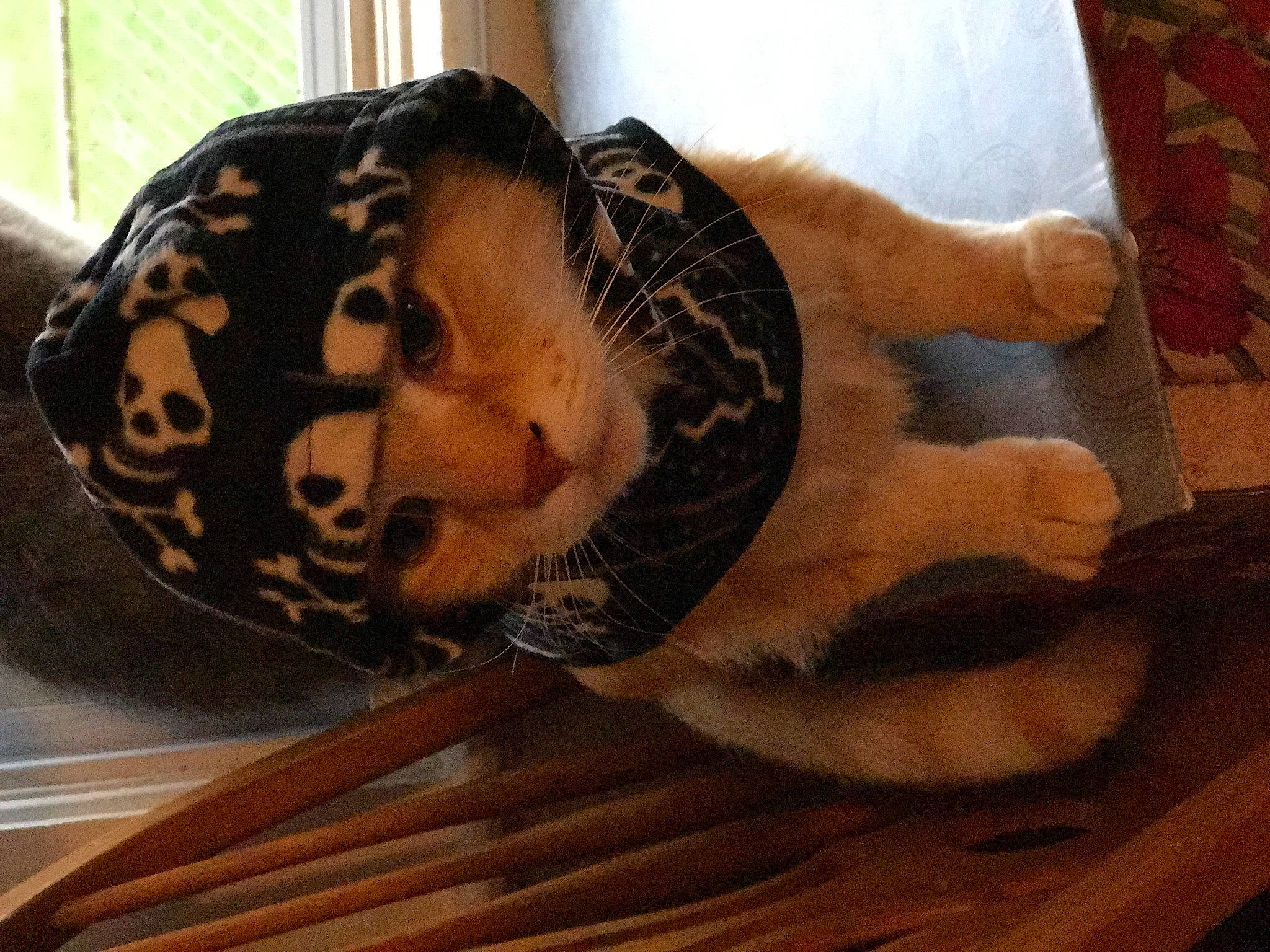 Butterball is registered to the contest to win money with this photo: arm, art, bengal_tiger, big_cats, elbow, felidae, flooring, fur, hand, hardwood, human_body, human_leg, pattern, sculpture, tattoo, terrestrial_animal, tiger, visual_arts, wood, wrist