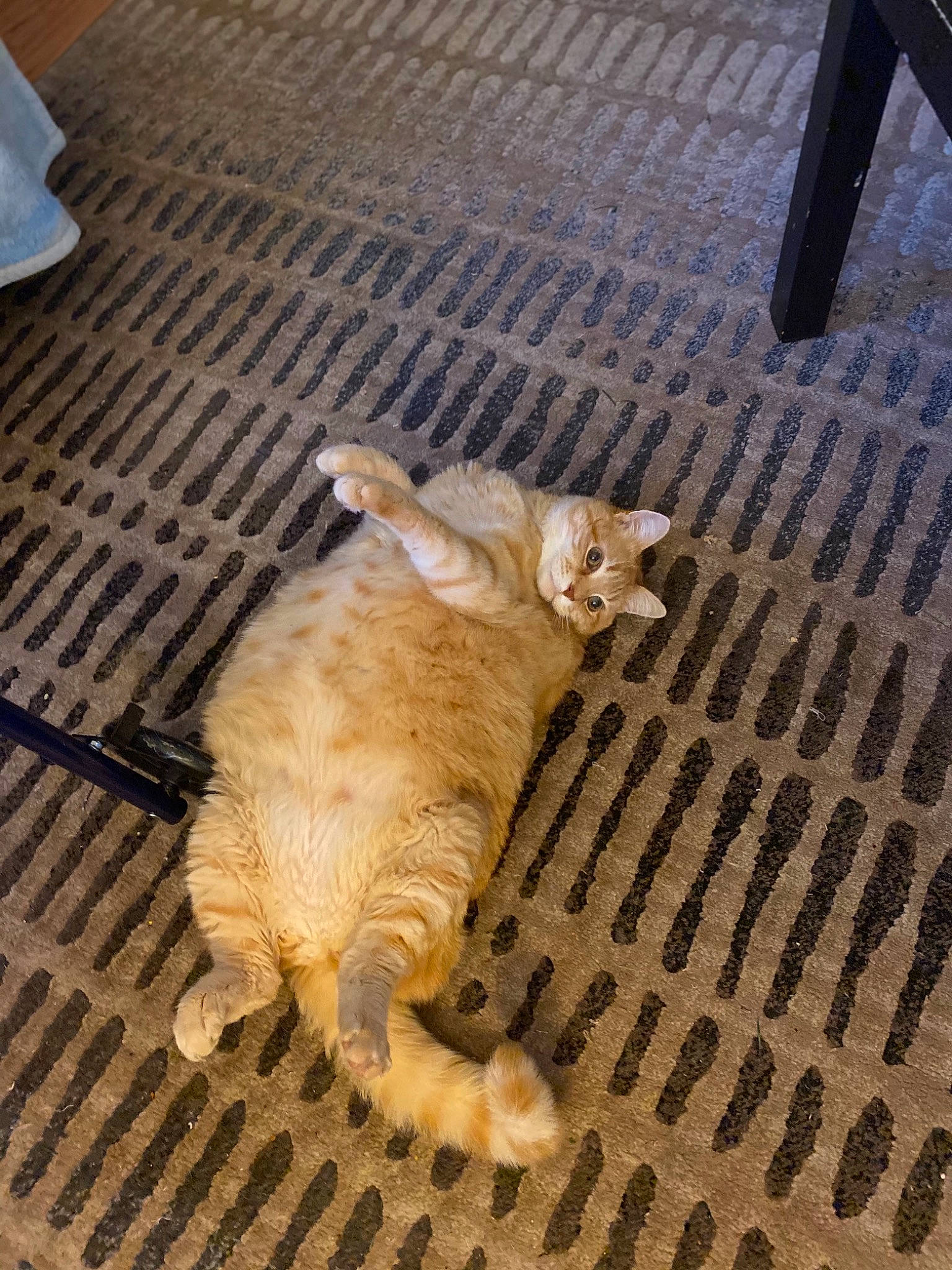 Butterbean joined the competition — help win amazing prizes! carnivore, cat, claw, companion_dog, dog_breed, domestic_short_haired_cat, fawn, felidae, floor, flooring, fur, hardwood, paw, road_surface, shadow, small_to_medium_sized_cats, tail, terrestrial_animal, whiskers, wood