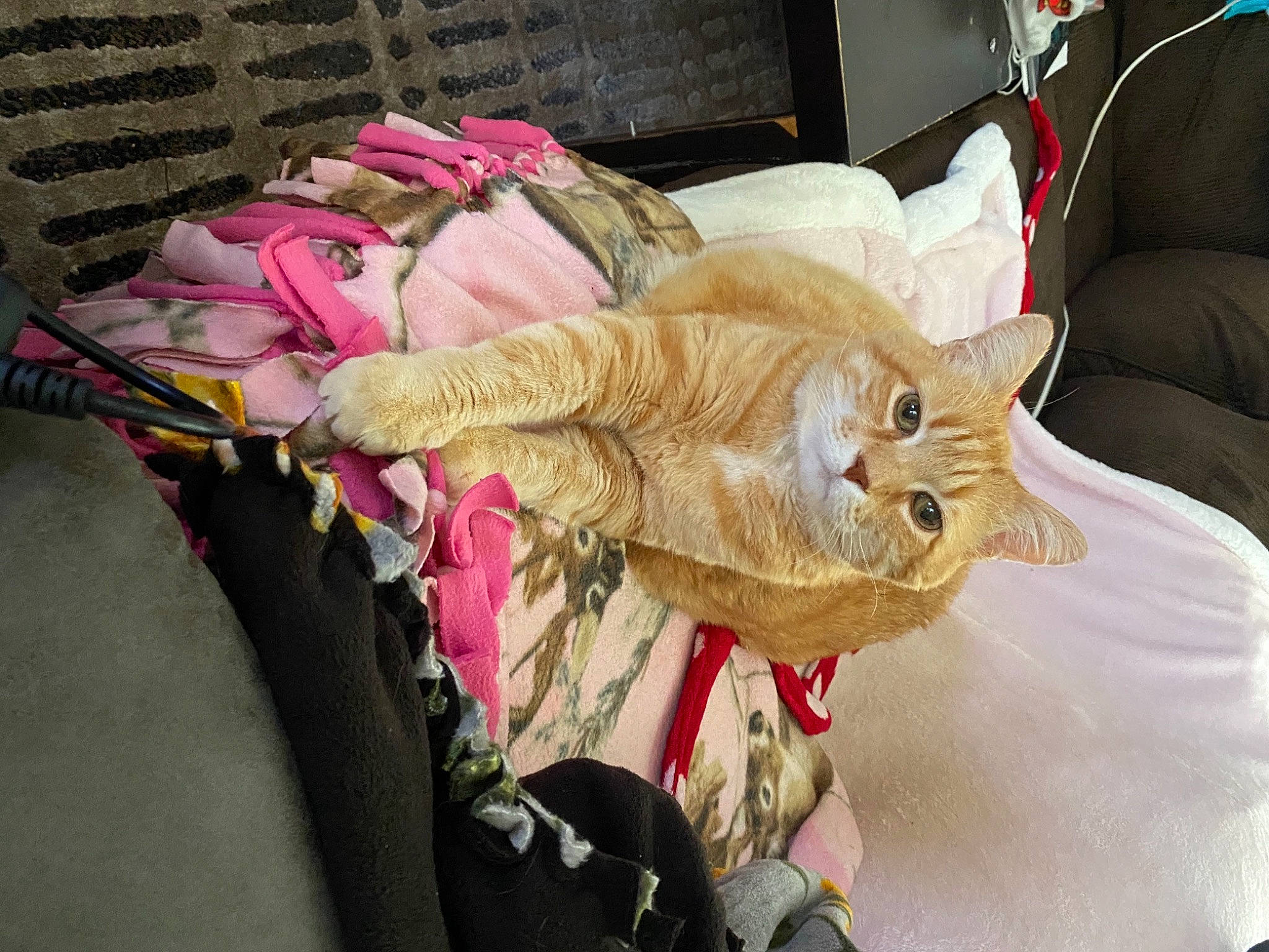 Butterbean is registered to the contest to win money with this photo: bag, carnivore, cat, comfort, couch, domestic_short_haired_cat, fashion_accessory, fawn, felidae, fur, linens, luggage_and_bags, magenta, small_to_medium_sized_cats, stuffed_toy, tail, textile, thread, whiskers, wool