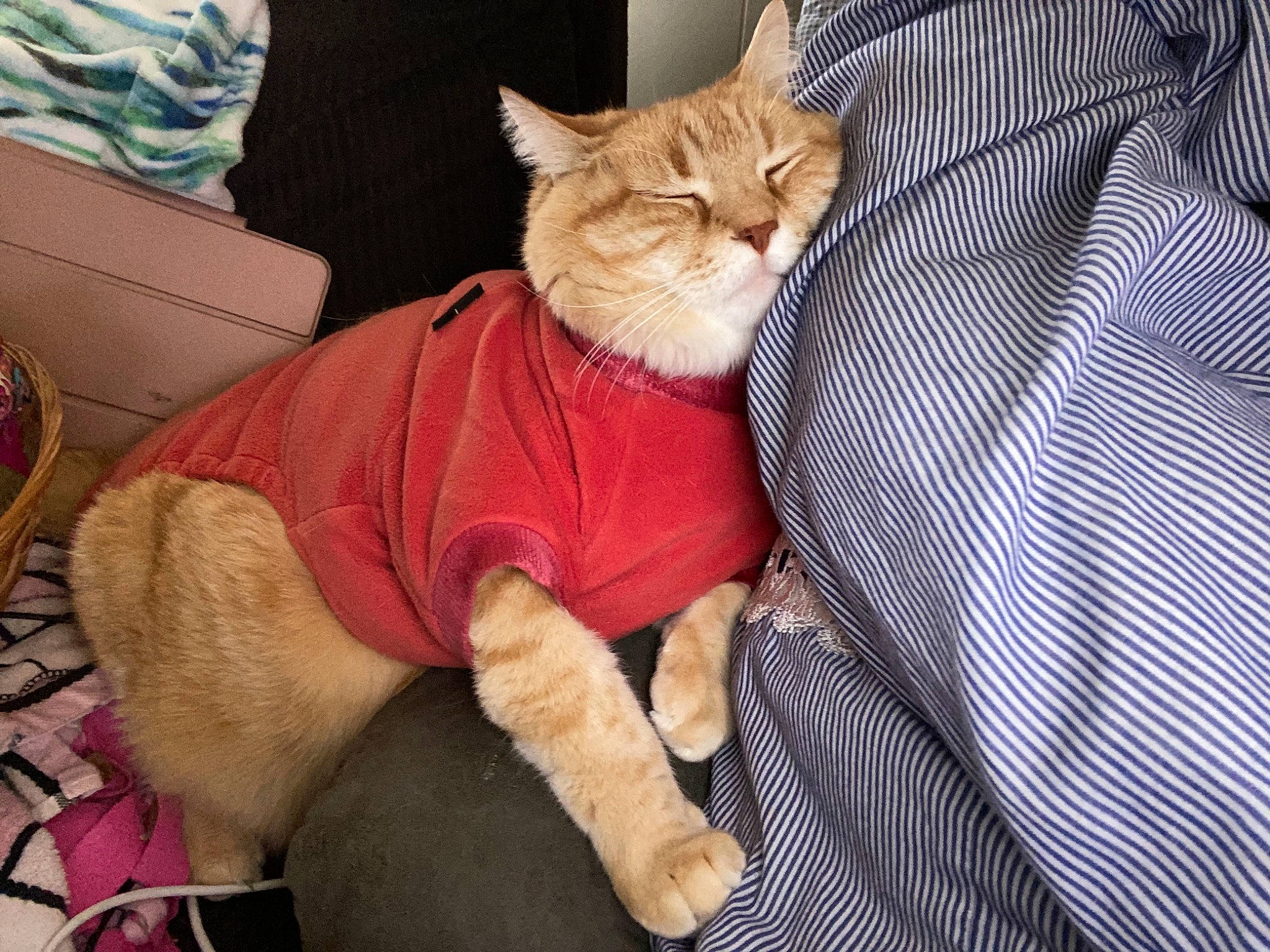 Butterbean is registered to the contest to win money with this photo: carnivore, cat, comfort, companion_dog, domestic_short_haired_cat, fawn, felidae, fur, gesture, human_leg, lap, mammal, paw, plaid, small_to_medium_sized_cats, tail, tartan, textile, vertebrate, whiskers