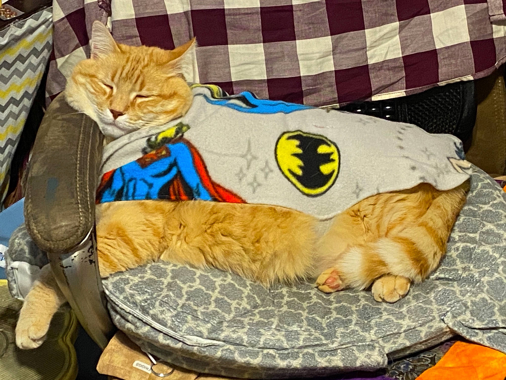 Butterbean is registered to the contest to win money with this photo: bag, bed, bedding, carnivore, cat, comfort, domestic_short_haired_cat, felidae, fur, linens, luggage_and_bags, mammal, nap, plaid, small_to_medium_sized_cats, tail, tartan, textile, whiskers, yellow