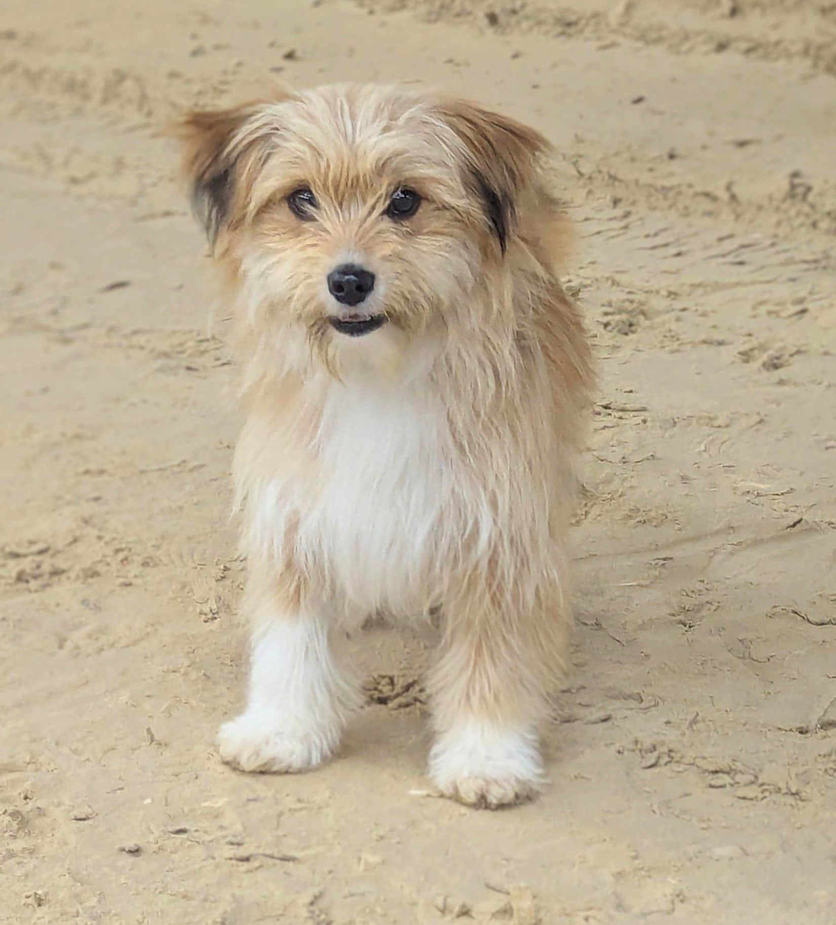 Alfie joined the competition — help win amazing prizes! dog, canine, fur, scruffy, brown, white, pet, animal, outdoor, sand, beach, standing, looking, cute, portrait, mammal, friendly, fluffy, small_dog, curious