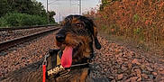 Spike a rejoint le concours — aidez-le/la à gagner de superbes lots ! adventure, animal, autumn, bushes, canine, dog, happy, harness, leash, nature, outdoor, pet, railroad, railway_track, rocks, sky, sunset, tongue_out, trees, walking