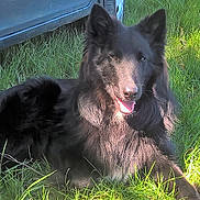 Black a rejoint le concours — aidez-le/la à gagner de superbes lots ! dog, black_dog, grass, sunlight, outdoor, pet, animal, canine, tongue_out, fur, lying_down, nature, car, vehicle, happy, relaxed, summer, daytime, mammal, ears_up