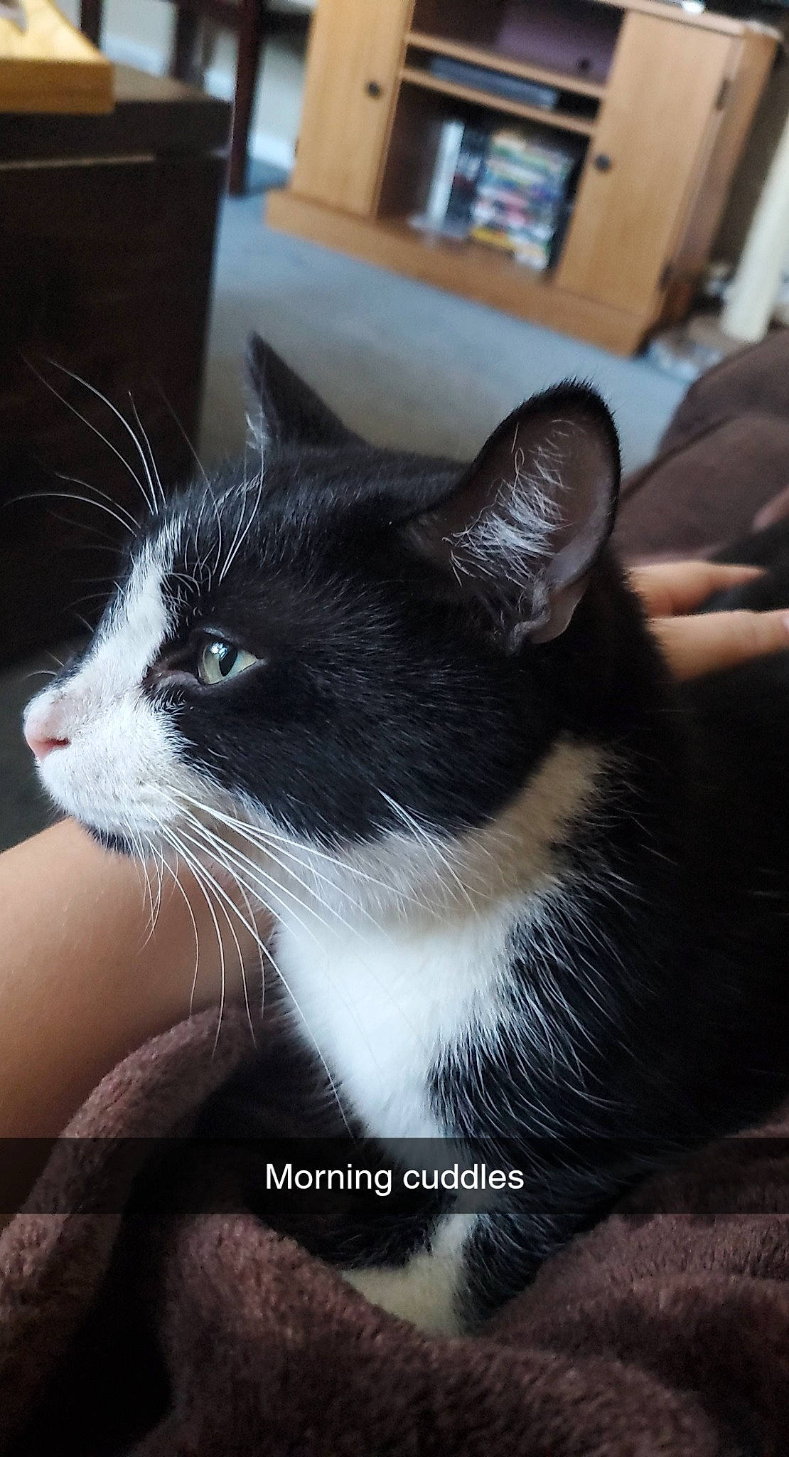 Houdini is registered to the contest to win money with this photo: cabinetry, carnivore, cat, felidae, fur, small_to_medium_sized_cats, snout, terrestrial_animal, vertebrate, whiskers