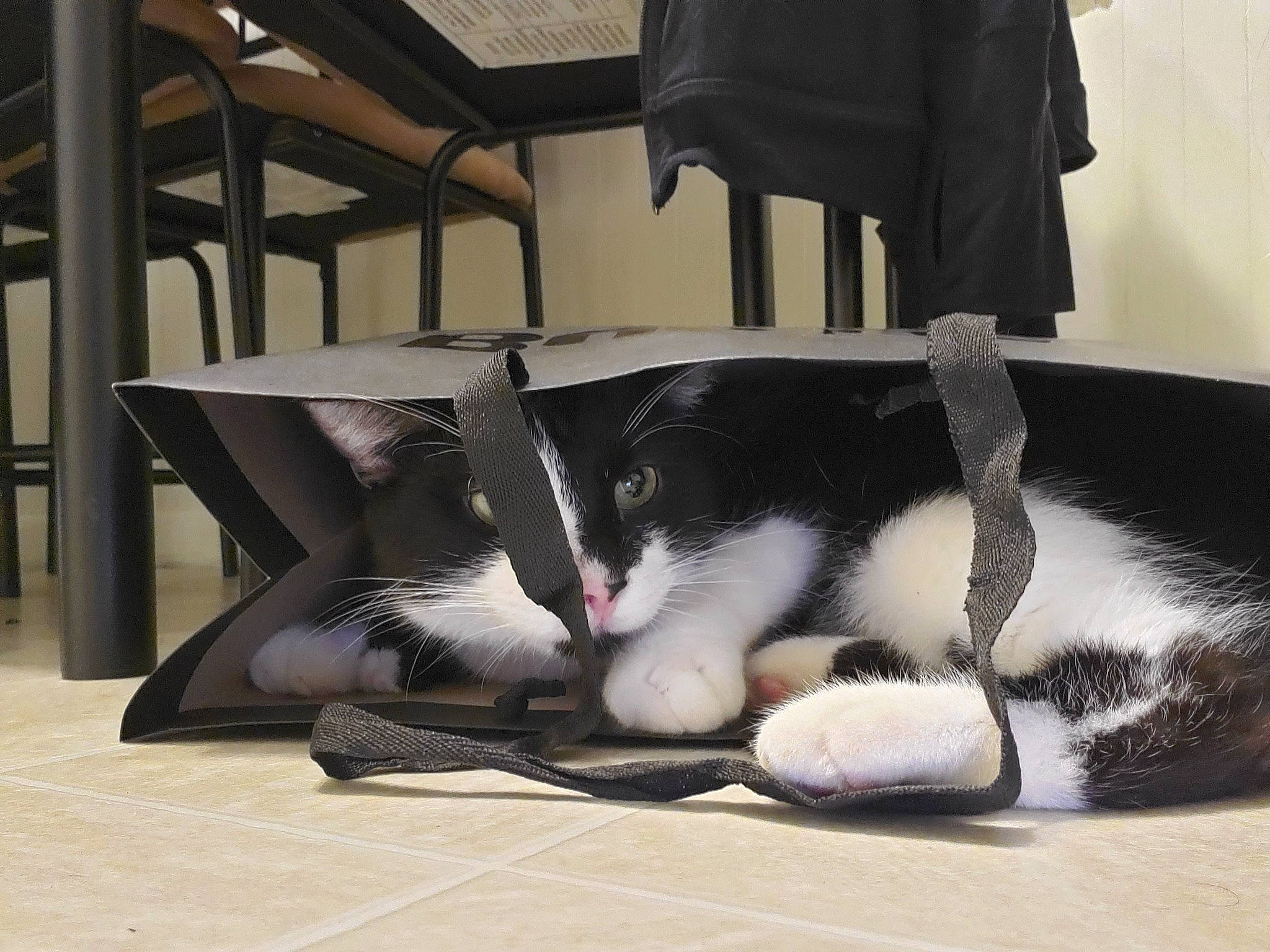 Houdini is registered to the contest to win money with this photo: beam, carnivore, cat, comfort, domestic_short_haired_cat, felidae, fur, laminate_flooring, paw, small_to_medium_sized_cats, snout, tail, whiskers