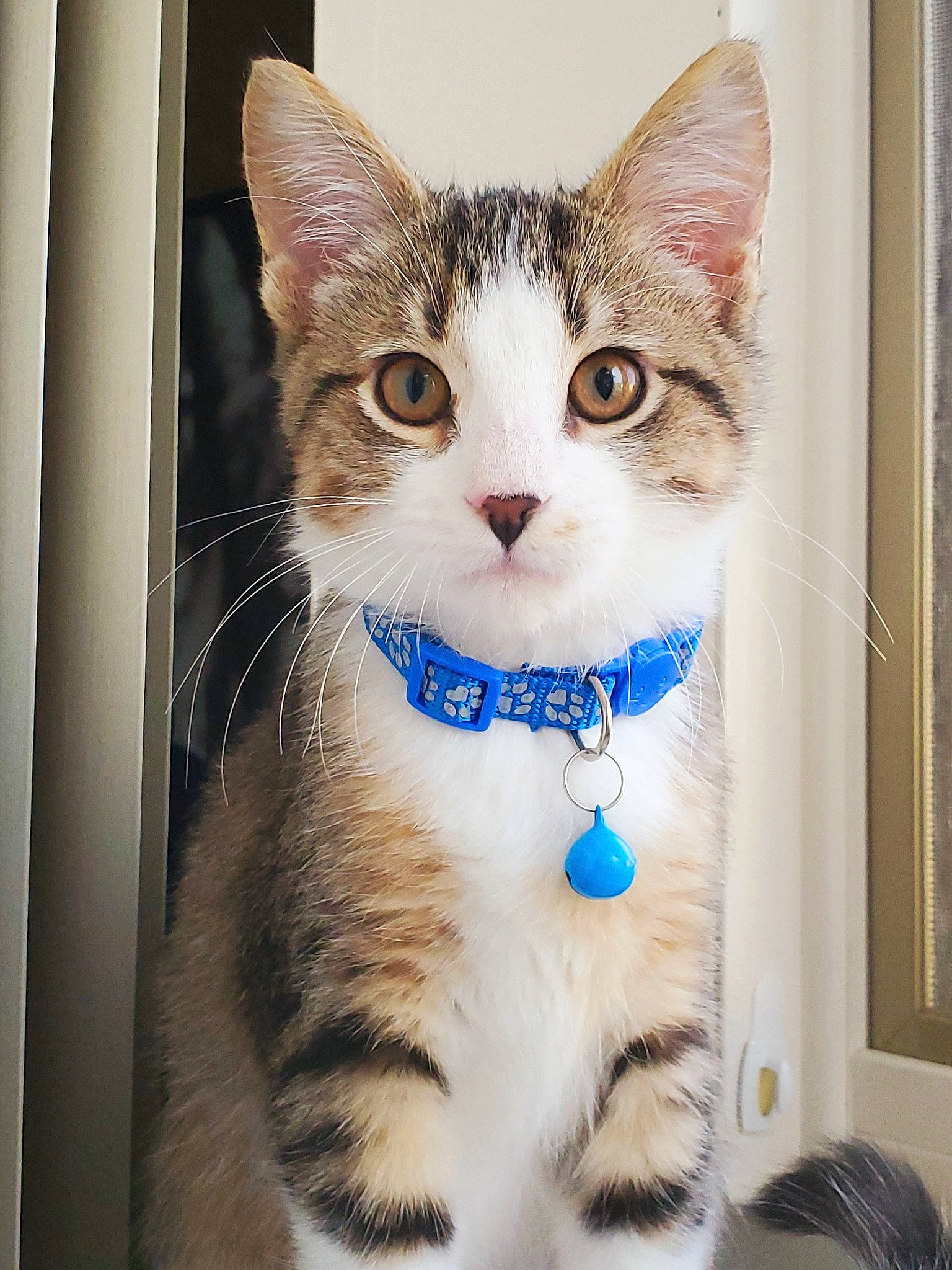 Buddha is registered to the contest to win money with this photo: art, bombay, carnivore, cat, domestic_short_haired_cat, door, eye, felidae, fur, iris, paint, paw, small_to_medium_sized_cats, snout, tail, whiskers, window