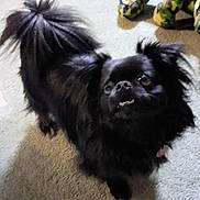 Bambam joined the competition — help win amazing prizes! animal, black_dog, carpet, companion, curious, cute, dog, domestic, ears, face, fluffy, friend, furry, indoor, mouth, pet, small_dog, tail, teeth, toy