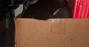Mio is registered to the contest to win money with this photo: black_cat, cat, cardboard_box, box, indoors, home, storage, clutter, blanket, fabric, sleeping, resting, portrait, pet, animal, whiskers, ears, dark_fur, cozy, household_items