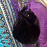 cat, black_cat, pet, animal, feline, sleeping, lying_down, curled_up, bed, bedspread, blanket, pillow, purple, colorful, patterned, indoor, cozy, fur, flash_photography, relaxed