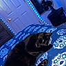 Mio is registered to the contest to win money with this photo: black_cat, cat, feline, sleeping, lying_down, relaxed, bed, bedroom, blue_bedding, blanket, patterned_fabric, paw, whiskers, closed_eyes, indoor, home, led_lights, fan, cozy, pet