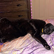 Mio joined the competition — help win amazing prizes! black_cat, cats, felines, sleeping, lying_down, bed, quilt, bedroom, indoor, home, furry, pet, relaxed, nap, yellow_collar, pink_lights, dresser, blanket, cozy, animal