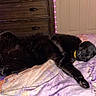 black_cat, cats, felines, sleeping, lying_down, bed, quilt, bedroom, indoor, home, furry, pet, relaxed, nap, yellow_collar, pink_lights, dresser, blanket, cozy, animal