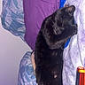 Mio is registered to the contest to win money with this photo: black_cat, cat, animal, pet, feline, sleepy, stretching, standing, bed, blanket, pillow, bedroom, indoor, cozy, black_fur, closed_eyes, whiskers, relaxed, colorful_bedding, household_pet