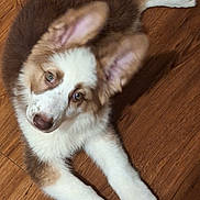 Rayna is registered to the contest to win money with this photo: adorable, animal, brown, canine, companion, cute, dog, domestic_animal, ears, floor, friendly, fur, indoor, looking_up, lying_down, pet, puppy, white, wooden_floor, young_dog