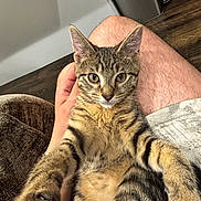 Kenji is registered to the contest to win money with this photo: cat, kitten, tabby, pet, animal, indoor, person, hand, leg, hairy_leg, fur, closeup, cute, relaxed, cozy, wood_floor, casual, home, young_cat, resting