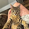 cat, kitten, tabby, pet, animal, indoor, person, hand, leg, hairy_leg, fur, closeup, cute, relaxed, cozy, wood_floor, casual, home, young_cat, resting