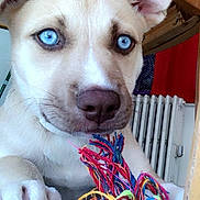 Sugar joined the competition — help win amazing prizes! puppy, dog, blue_eyes, toy, rope_toy, indoor, close_up, paw, light_fur, cute, pet, playing, floor, radiator, fabric, colorful, young_dog, animal, domestic_animal, canine