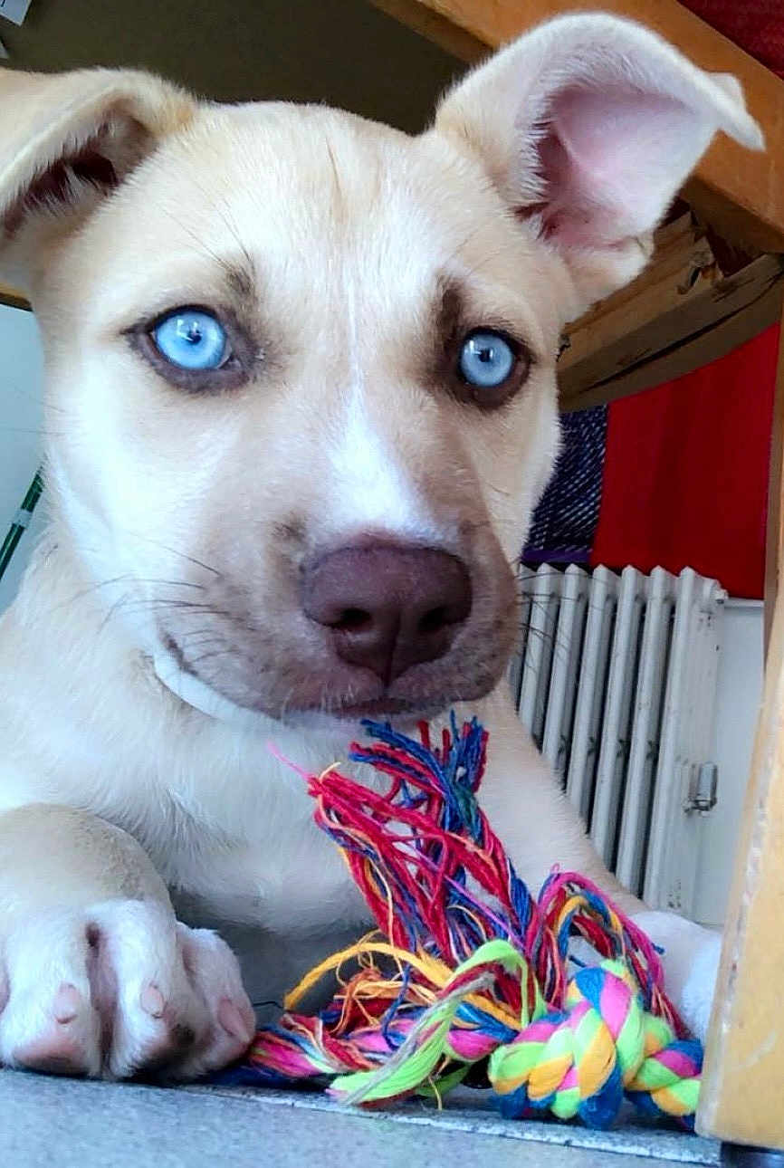 Sugar joined the competition — help win amazing prizes! puppy, dog, blue_eyes, toy, rope_toy, indoor, close_up, paw, light_fur, cute, pet, playing, floor, radiator, fabric, colorful, young_dog, animal, domestic_animal, canine
