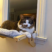 Drift joined the competition — help win amazing prizes! cat, tabby_cat, pet, indoor, window, window_sill, cat_bed, hammock, soft_blanket, paws, green_eyes, fur, whiskers, relaxed, looking_at_camera, wood_bracket, home_interior, cozy, portrait, feline