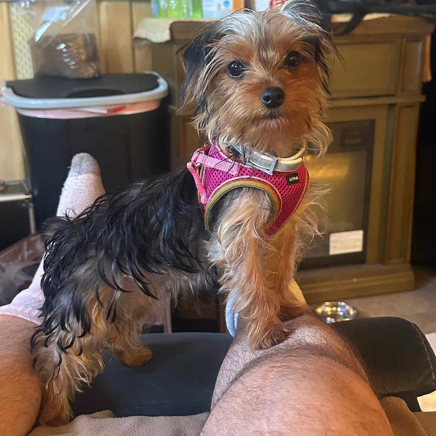 Gypsy joined the competition — help win amazing prizes! dog, small_dog, yorkshire_terrier, pet, animal, sitting, harness, pink_harness, long_hair, scruffy_fur, brown_fur, black_fur, portrait, indoors, kitchen, home, furniture, person, legs, eye_contact