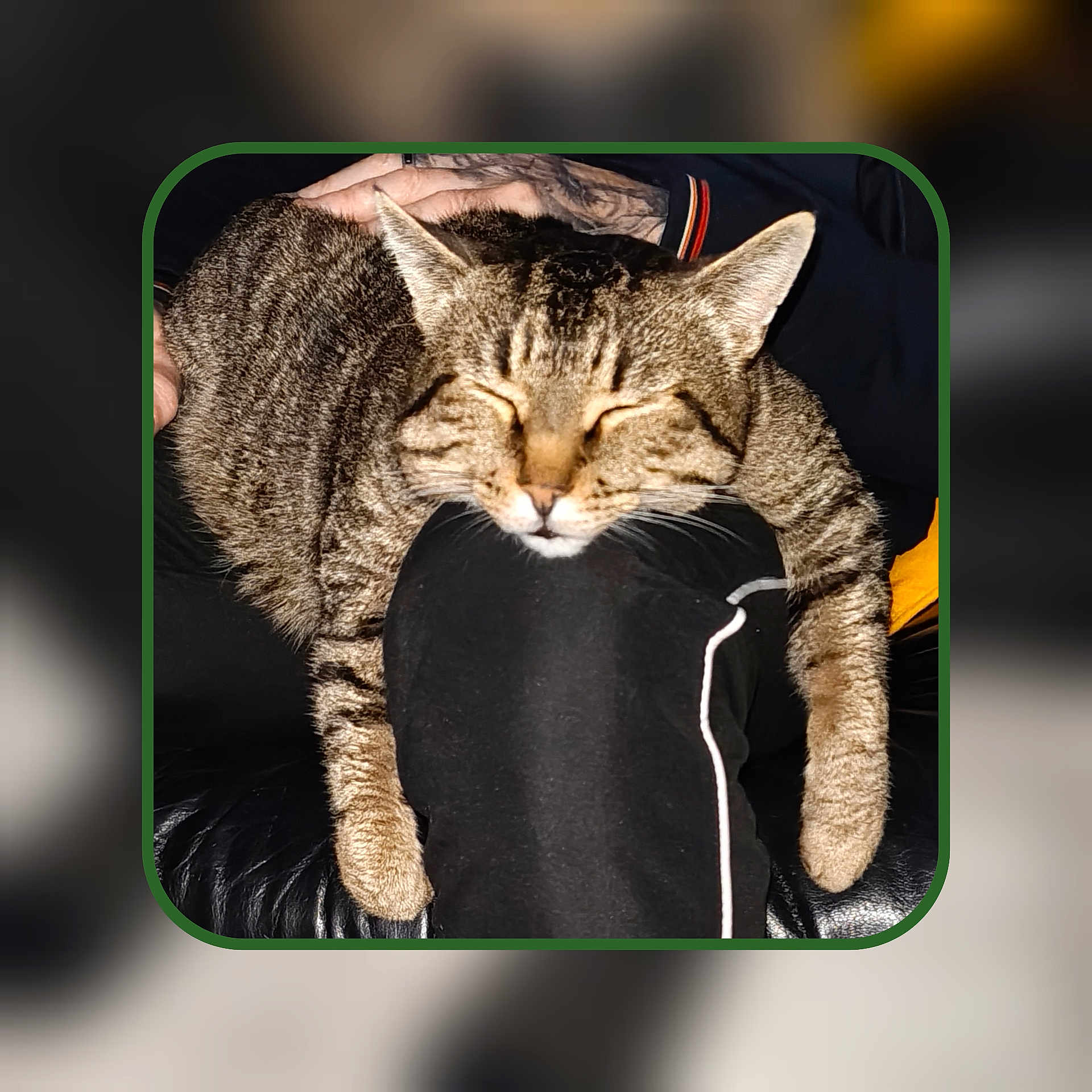 Marcel a rejoint le concours — aidez-le/la à gagner de superbes lots ! animal, black_clothing, cat, closeup, comfort, feline, fur, hand, indoor, lap, paws, person, pet, relaxed, resting, rounded_border, sleeping, striped, tabby, tattoo