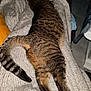 cat, tabby_cat, knitted_blanket, texture, cozy, relaxing, indoor, striped_tail, feline, soft, warm, resting, animal, pet, comfort, sleeping_position, brown, black_stripes, home, blanket