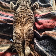 Marcel participe au concours pour gagner de l'argent avec cette photo : cat, tabby, feline, sleeping, relaxed, lying_down, pet, animal, fur, whiskers, cozy, blanket, striped, indoor, resting, cute, paws, tail, comfort, domestic_cat