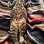 cat, tabby, feline, sleeping, relaxed, lying_down, pet, animal, fur, whiskers, cozy, blanket, striped, indoor, resting, cute, paws, tail, comfort, domestic_cat