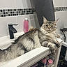 Alf participe au concours pour gagner de l'argent avec cette photo : cat, fluffy, bathroom, sink, tiles, faucet, domestic_animal, pet, fur, long_hair, relaxed, indoor, pink_bottle, grooming_brush, cabinet, storage, household, clean, gray, white