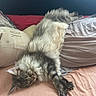 cat, sleeping, fluffy, bed, pillow, indoor, relaxed, pet, feline, cozy, resting, fur, cute, animal, domestic, comfort, pink, beige, soft, peaceful
