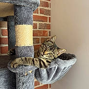 Aslan a rejoint le concours — aidez-le/la à gagner de superbes lots ! animal, brick_wall, cat, cat_tree, climbing, cozy, curious, cute, fur, gray, house, indoor, kitten, paw, pet, playful, resting, scratching_post, sisal_rope, tabby