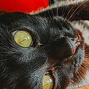 Tiana participe au concours pour gagner de l'argent avec cette photo : animal, black_cat, cat, close_up, cute, eye_closeup, feline, fur, indoor, laying_down, macro_photo, mammal, orange_background, pet, portrait, reflection, relaxed, sharp_detail, whiskers, yellow_eyes