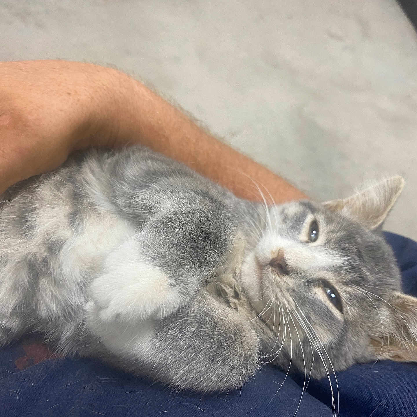 Fred joined the competition — help win amazing prizes! cat, kitten, gray_and_white, furry, fluffy, pet, animal, whiskers, ears, eyes, paws, belly, lying_down, relaxed, lap, human_arm, indoor, blanket, closeup, portrait
