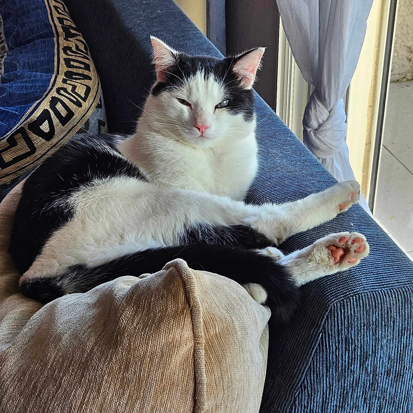 Oggy a rejoint le concours — aidez-le/la à gagner de superbes lots ! animal, black_and_white_cat, cat, couch, cozy, curtains, feline, fur, home, indoor, natural_light, paw, pet, pillow, relaxed, resting, sofa, stretching, whiskers, window