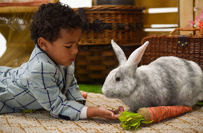 Boston is registered to the contest to win money with this photo: adaptation, domestic_rabbit, ear, event, fawn, grass, green, happy, hare, leisure, person, photograph, plant, rabbit, rabbits_and_hares, sharing, skin, snapshot, snout, terrestrial_animal