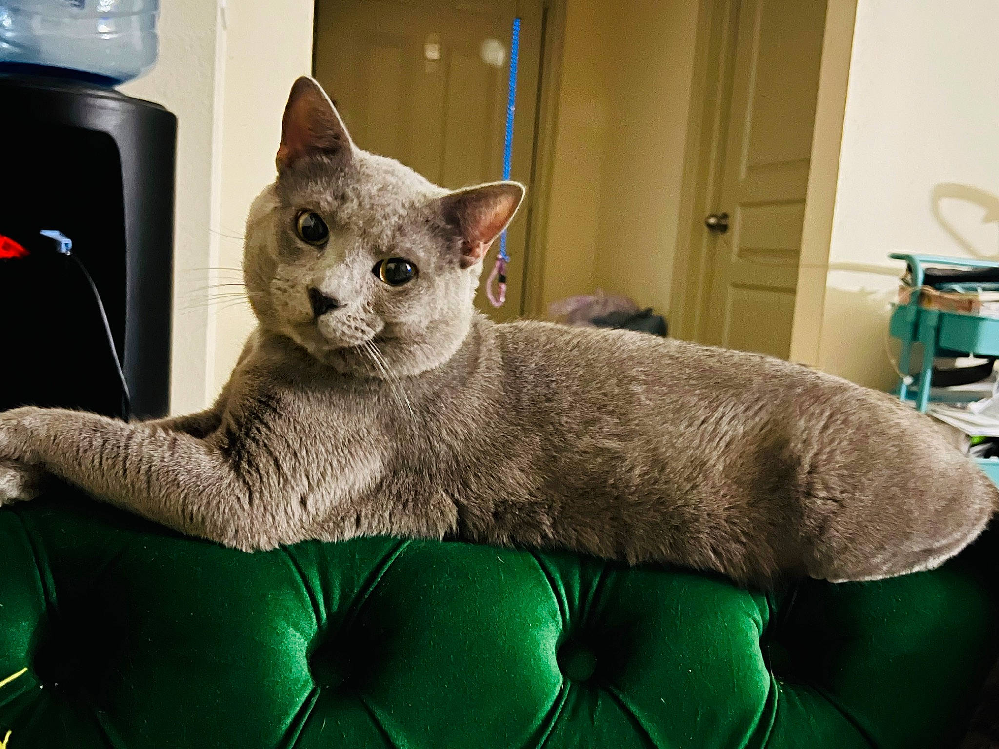 Cappy joined the competition — help win amazing prizes! blue, carnivore, cat, cat_bed, cat_supply, comfort, domestic_short_haired_cat, door, electric_blue, felidae, fur, grey, paw, russian_blue, sitting, small_to_medium_sized_cats, snout, tail, whiskers, window