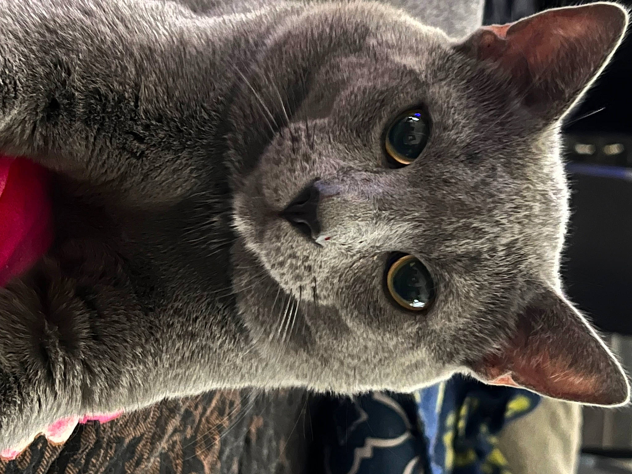 Cappy is registered to the contest to win money with this photo: carnivore, cat, close_up, domestic_short_haired_cat, electric_blue, felidae, fur, photography, plant, russian_blue, small_to_medium_sized_cats, snout, terrestrial_animal, whiskers, wildlife