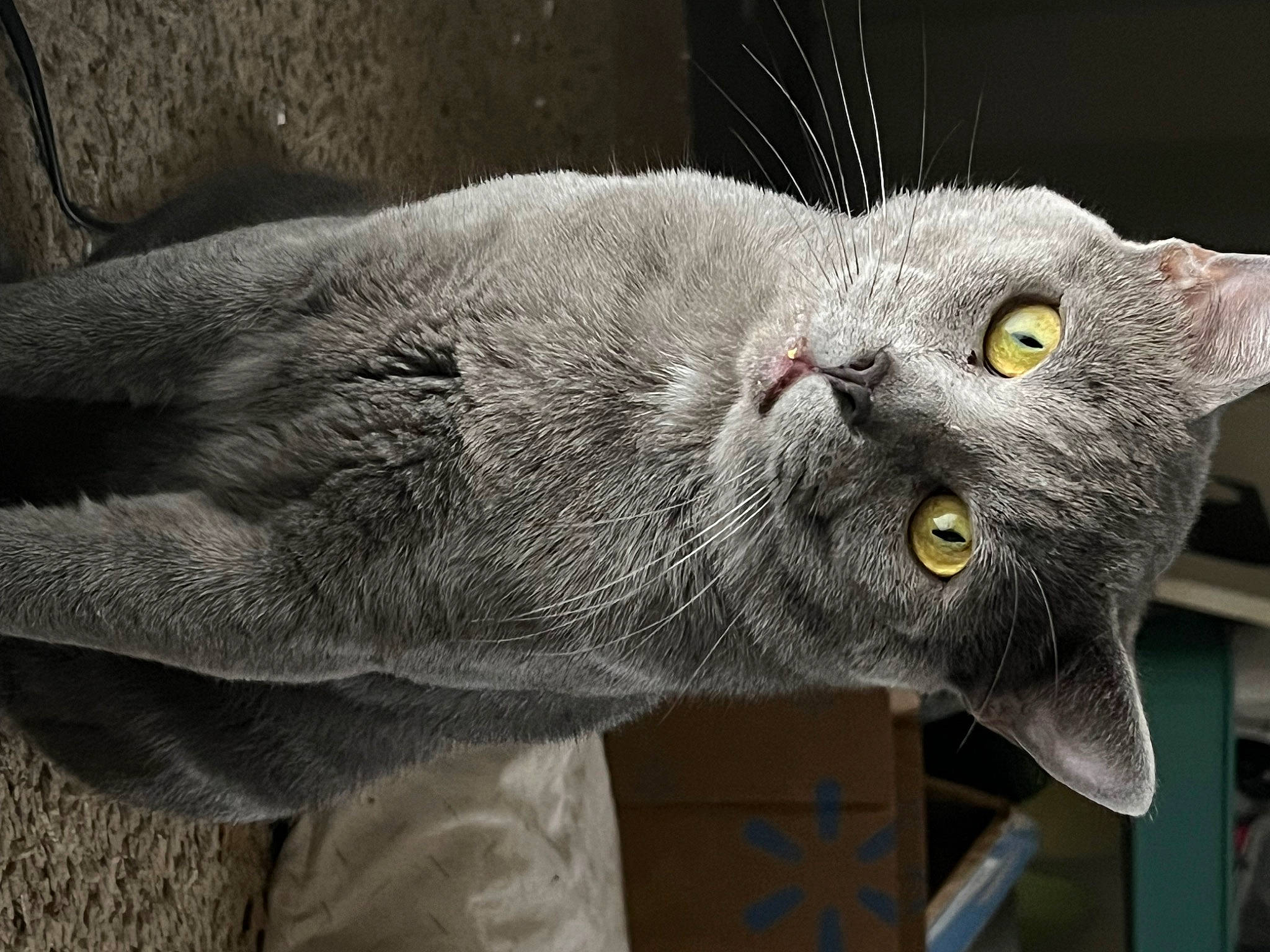 Cappy joined the competition — help win amazing prizes! carnivore, cat, domestic_short_haired_cat, eye, felidae, fur, grey, russian_blue, small_to_medium_sized_cats, snout, tail, whiskers