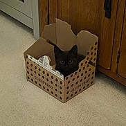 Nyx is registered to the contest to win money with this photo: animal, black_cat, box, cardboard_box, carpet, cat, curious, cute, domestic_animal, eyes, feline, glossybox, home, indoor, kitten, peeking, pet, sitting, small, wooden_cabinet