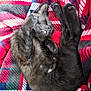 Nyx is registered to the contest to win money with this photo: animal, black_kitten, comfort, cozy, cute, domestic_cat, feline, fur, furry, indoor, nap, pattern, paw, pet, plaid_blanket, relaxation, resting, sleeping_cat, soft_texture, whiskers