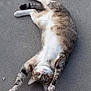 cat, tabby, animal, pet, lying_down, pavement, outdoor, curious, green_eyes, whiskers, fur, relaxed, playful, stretching, mammal, cute, domestic_cat, feline, paw, upside_down