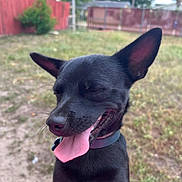 Maximus is registered to the contest to win money with this photo: dog, black_dog, tongue_out, happy, outdoor, yard, grass, fence, pet, canine, animal, collar, sunny, smiling, ears_up, nature, mammal, playful, closeup, domestic_animal