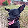 dog, black_dog, tongue_out, happy, outdoor, yard, grass, fence, pet, canine, animal, collar, sunny, smiling, ears_up, nature, mammal, playful, closeup, domestic_animal