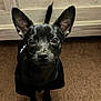 Maximus is registered to the contest to win money with this photo: dog, black_dog, pet, indoor, carpet, ears, cute, animal, canine, looking, sitting, fur, face, eyes, tail, brown_carpet, wood_background, small_dog, companion, adorable