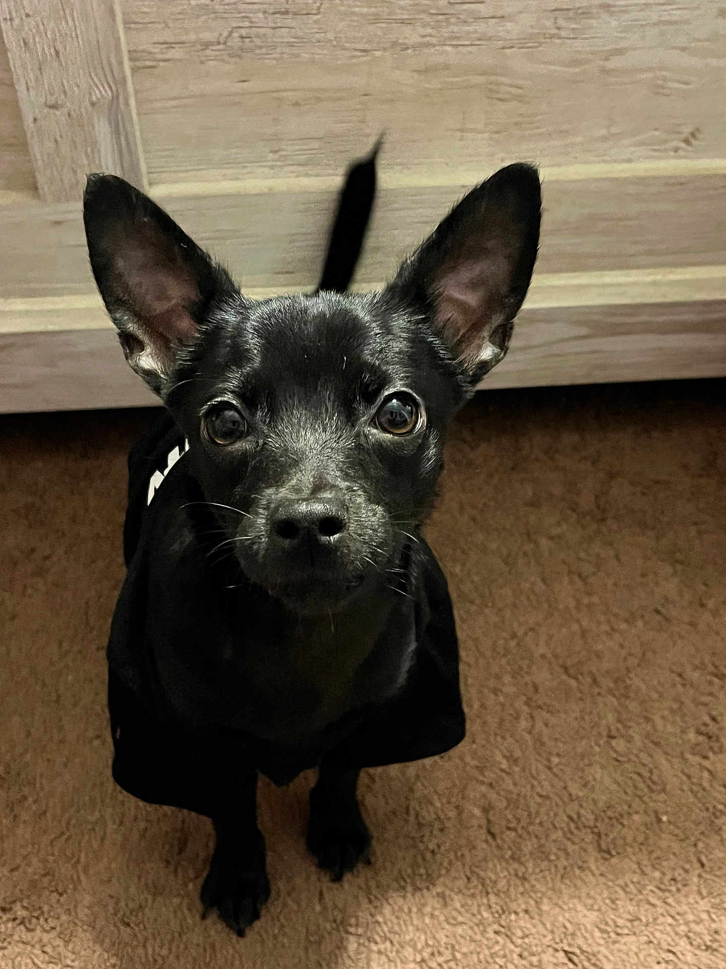 Maximus is registered to the contest to win money with this photo: dog, black_dog, pet, indoor, carpet, ears, cute, animal, canine, looking, sitting, fur, face, eyes, tail, brown_carpet, wood_background, small_dog, companion, adorable